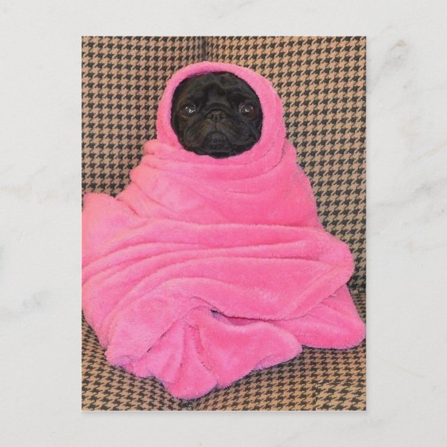 Black Pug in A Rosa Blanket Vykort (Framsida)