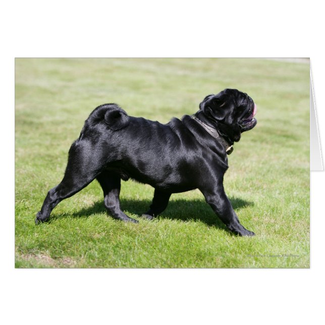 Black Pug Panting Medan du går Hälsningskort (Framsidan Horizontal)