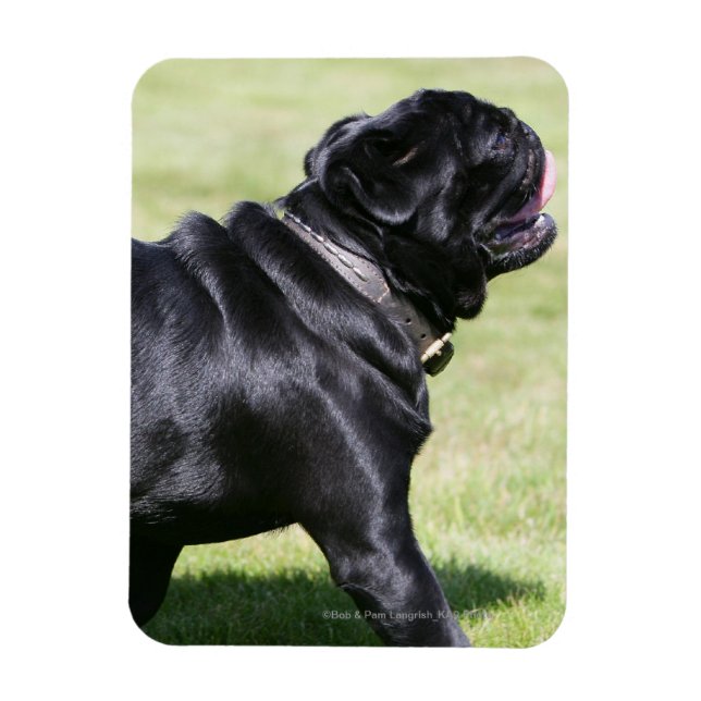 Black Pug Panting Medan du går Magnet (Vertikal)