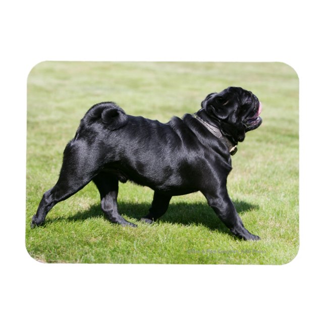 Black Pug Panting Medan du går Magnet (Horisontell)