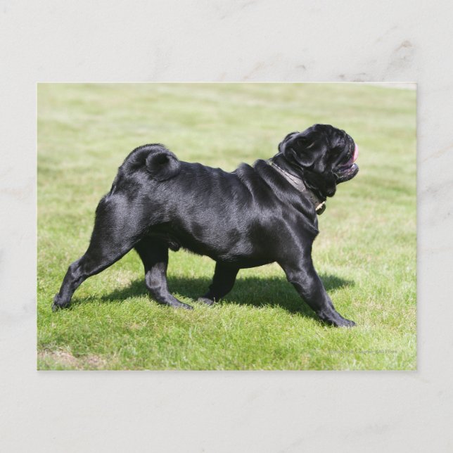 Black Pug Panting Medan du går Vykort (Framsida)
