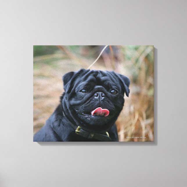 Black Pug Panting medan du Tittar i kameran Canvastryck (Framsida)