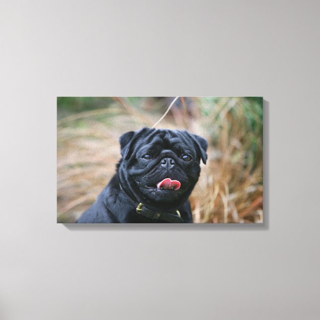 Black Pug Panting medan du Tittar i kameran Canvastryck (Framsida)