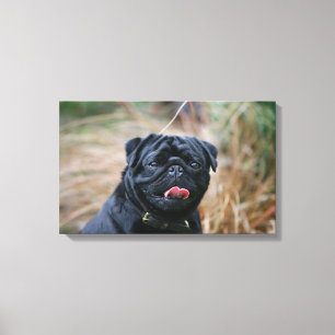 Black Pug Panting medan du Tittar i kameran Canvastryck