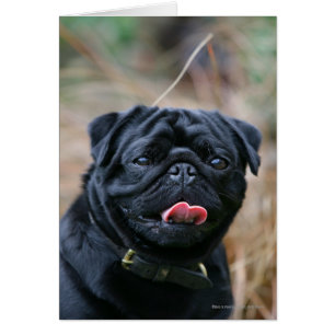 Black Pug Panting medan du Tittar i kameran Hälsningskort