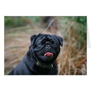 Black Pug Panting medan du Tittar i kameran Hälsningskort
