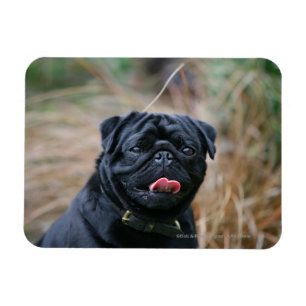 Black Pug Panting medan du Tittar i kameran Magnet