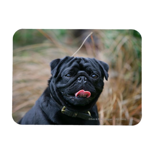 Black Pug Panting medan du Tittar i kameran Magnet (Horisontell)