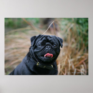 Black Pug Panting medan du Tittar i kameran Poster