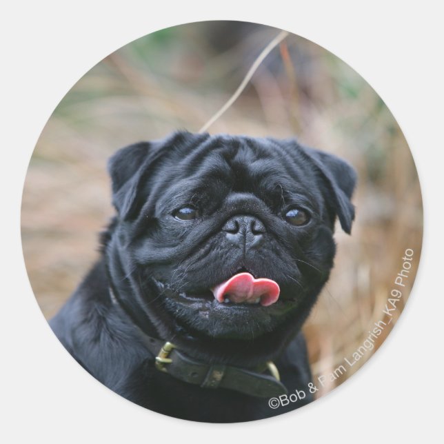 Black Pug Panting medan du Tittar i kameran Runt Klistermärke (Framsida)
