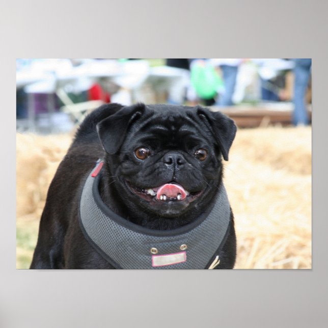 Black Pug poster (Framsidan)