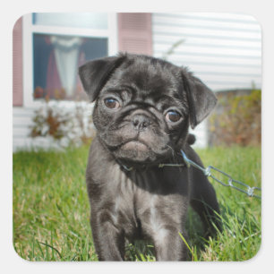 BLACK PUG PUPPY FYRKANTIGT KLISTERMÄRKE