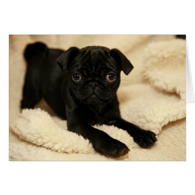 Black Pug Puppy Hälsningskort (Framsidan Horizontal)