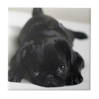 Black Pug Puppy Kakelplatta