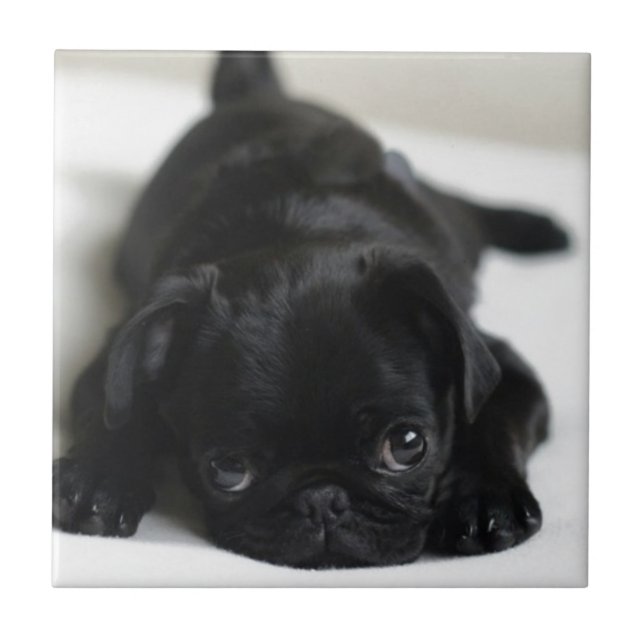 Black Pug Puppy Kakelplatta (Framsidan)