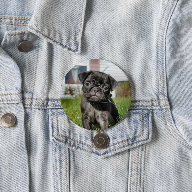 BLACK PUG PUPPY KNAPP (In Situ)