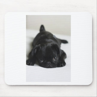 Black Pug Puppy Musmatta