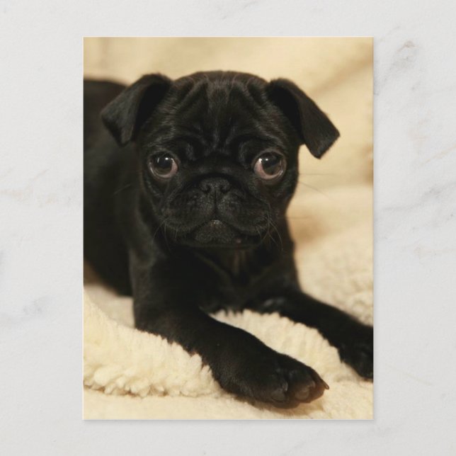Black Pug Puppy Vykort (Framsida)
