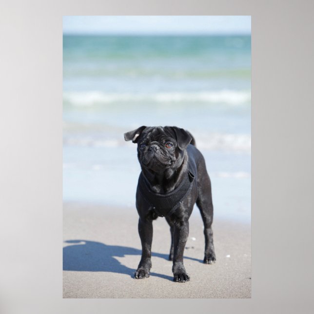 Black Pug som står på stranden Poster (Framsidan)