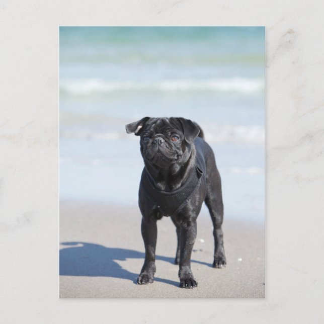 Black Pug som står på stranden Vykort (Framsida)