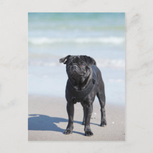 Black Pug som står på stranden Vykort