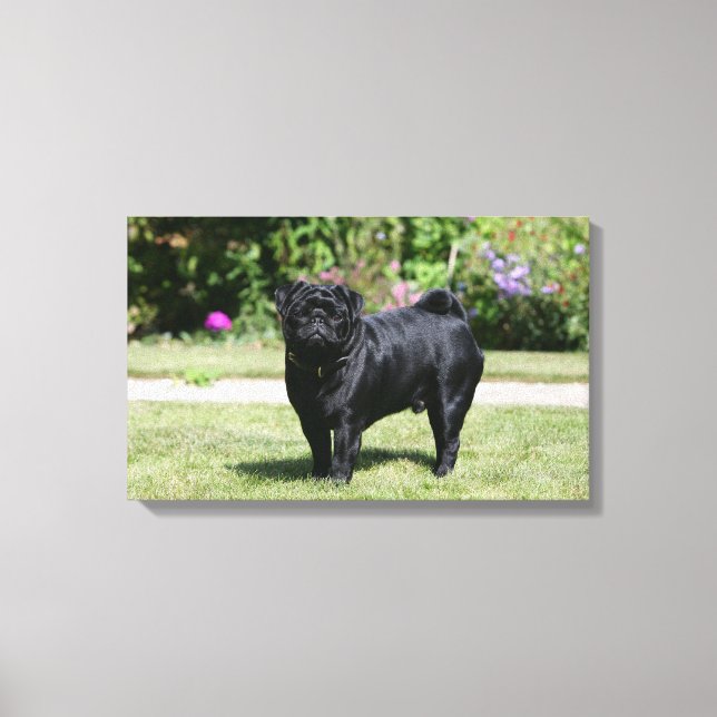 Black Pug Tittar i kameran Canvastryck (Framsida)