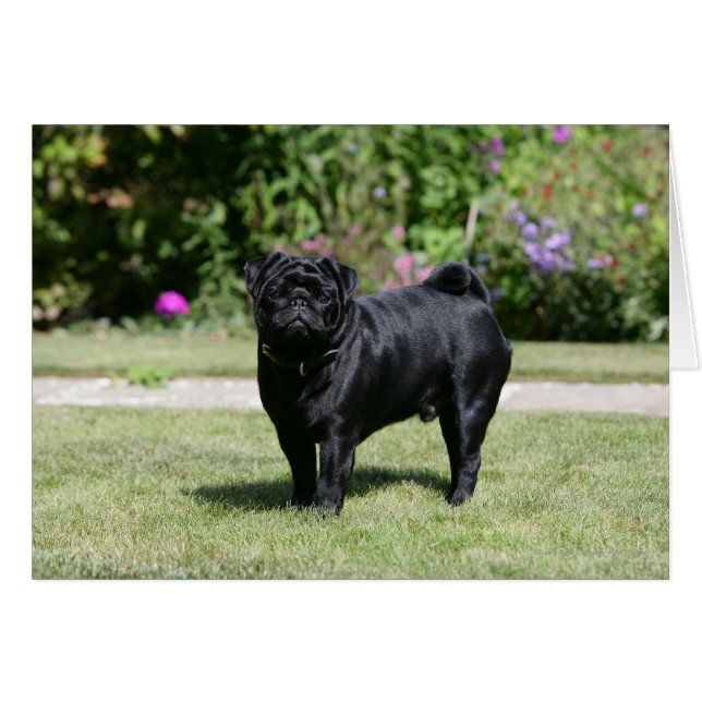 Black Pug Tittar i kameran Hälsningskort (Framsidan Horizontal)
