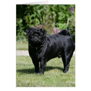 Black Pug Tittar i kameran Hälsningskort