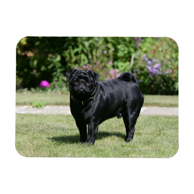 Black Pug Tittar i kameran Magnet (Horisontell)