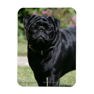 Black Pug Tittar i kameran Magnet