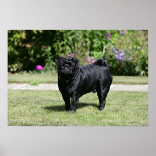 Black Pug Tittar i kameran Poster