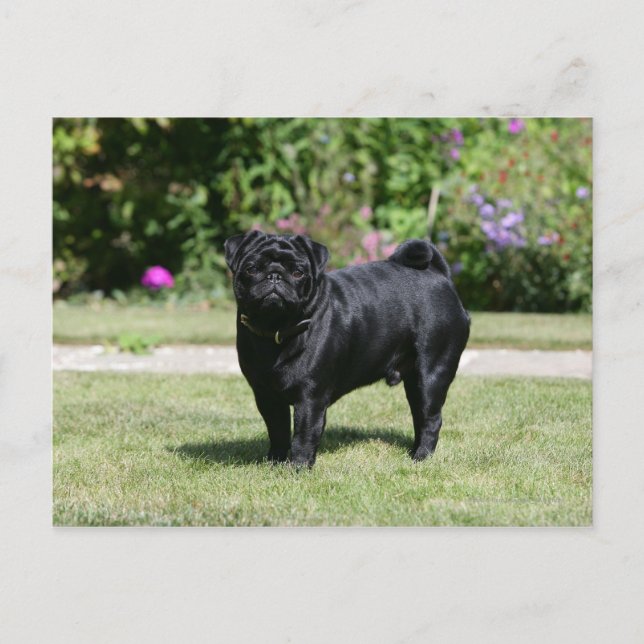 Black Pug Tittar i kameran Vykort (Framsida)