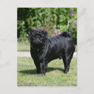 Black Pug Tittar i kameran Vykort