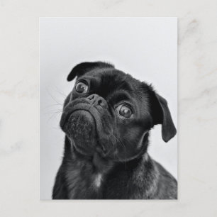 Black Pug-vykort Vykort