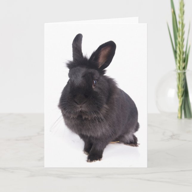 black rabbit kort (Framsida)