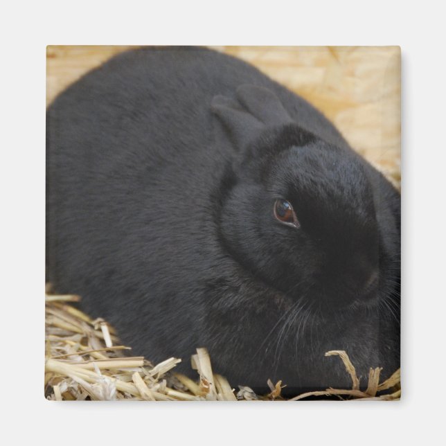 Black Rabbit Magnet (Framsidan)