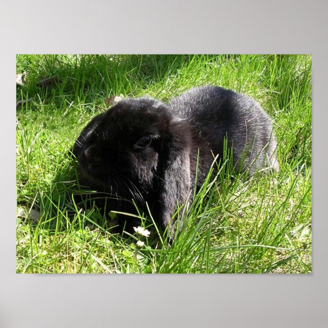 Black Rabbit Poster (Framsidan)