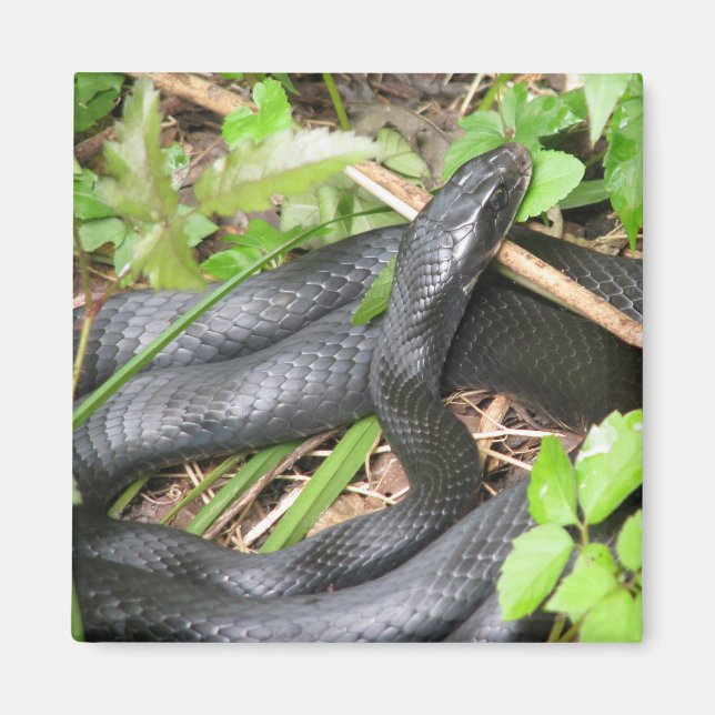 Black Racer Snake Sunning Magnet (Framsidan)