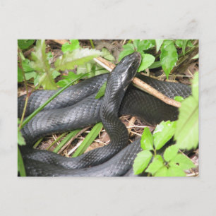 Black Racer Snake Sunning Vykort