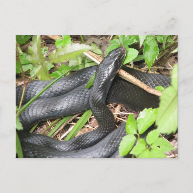 Black Racer Snake Sunning Vykort (Framsida)