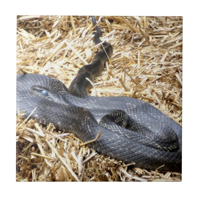 Black Racer Snake Tile Kakelplatta (Framsidan)