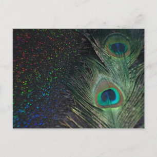 Black Rainbow Peacock Vykort