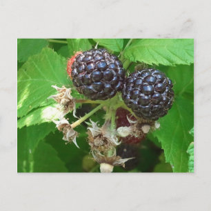 Black Raspbär Postcard Vykort