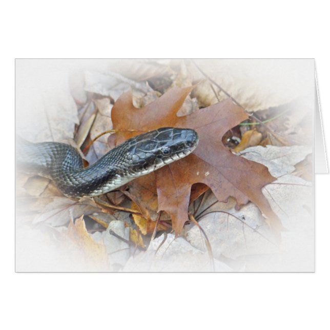 Black Råtta Snake - Elaphe obsoleta Greetin Hälsningskort (Framsidan Horizontal)