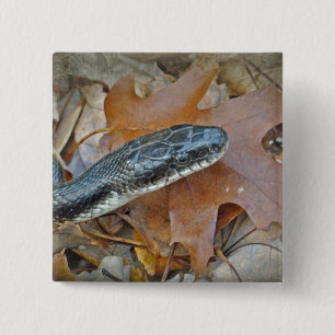 Black Råtta Snake - Elaphe obsoleta obsoleta Knapp