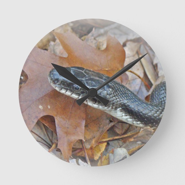Black Råtta Snake - Elaphe obsoleta obsoleta Rund Klocka (Framsida)