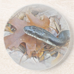 Black Råtta Snake - Elaphe obsoleta obsoleta Underlägg