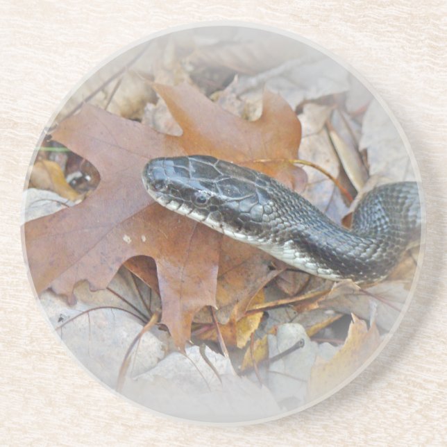 Black Råtta Snake - Elaphe obsoleta obsoleta Underlägg (Framsidan)
