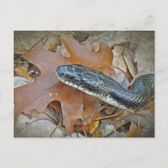 Black Råtta Snake - Elaphe obsoleta obsoleta Vykort (Framsida)