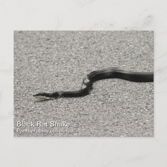 Black Råtta Snake Vykort (Framsida)